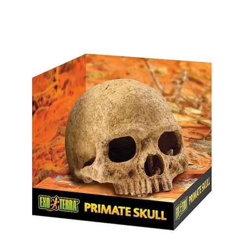 Primate Skull főemlőskoponya 15cm