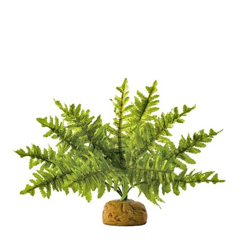 Rainforest Plant Boston Fern Small 25cm