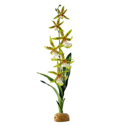 Rainforest Plant Spider Orchid 40cm