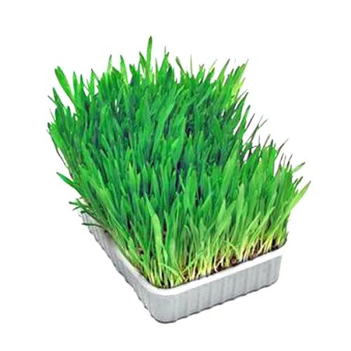 Cat SoftGrass BIO vitaminozott macskafű 100g