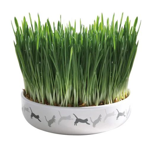 Cat Grass macskafű kerámiatálban 100g